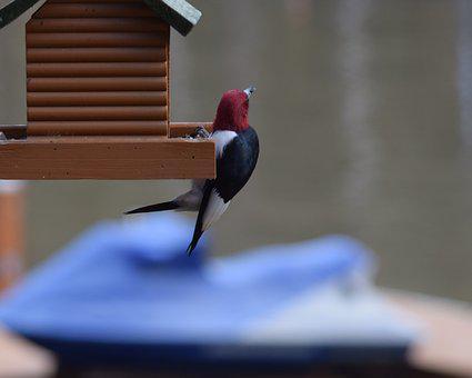 Redheaded Woodpecker, Woodpecker