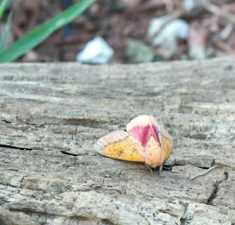 spiny oakwood moth
