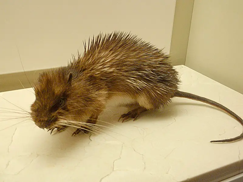 A picture of a stuffed Armored Rat taken at the National Museum of Natural History.