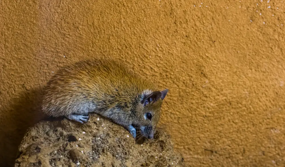 closeup of a cairo spiny mouse sitting on a rock, common rodent from the north of africa