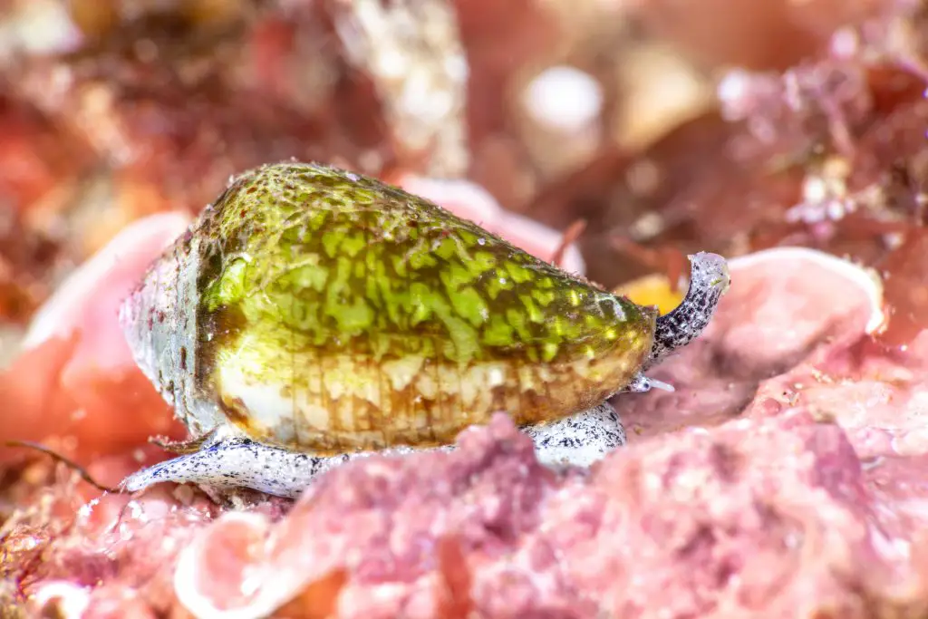 A super macro image of a tiny green cone snail shows its snout and eye as it makes its way across a reef.