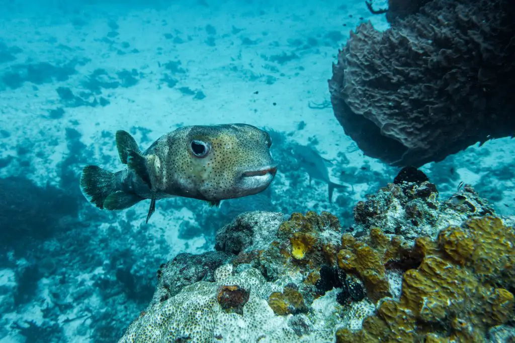 close up of a Porcupinefish, Diodon hystrix . scuba diving in mexico
