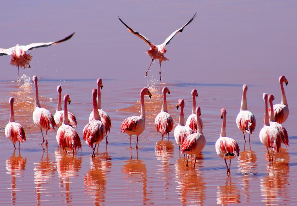Flamingoes wading in red waters of the Laguna Colorada in southern Bolivia