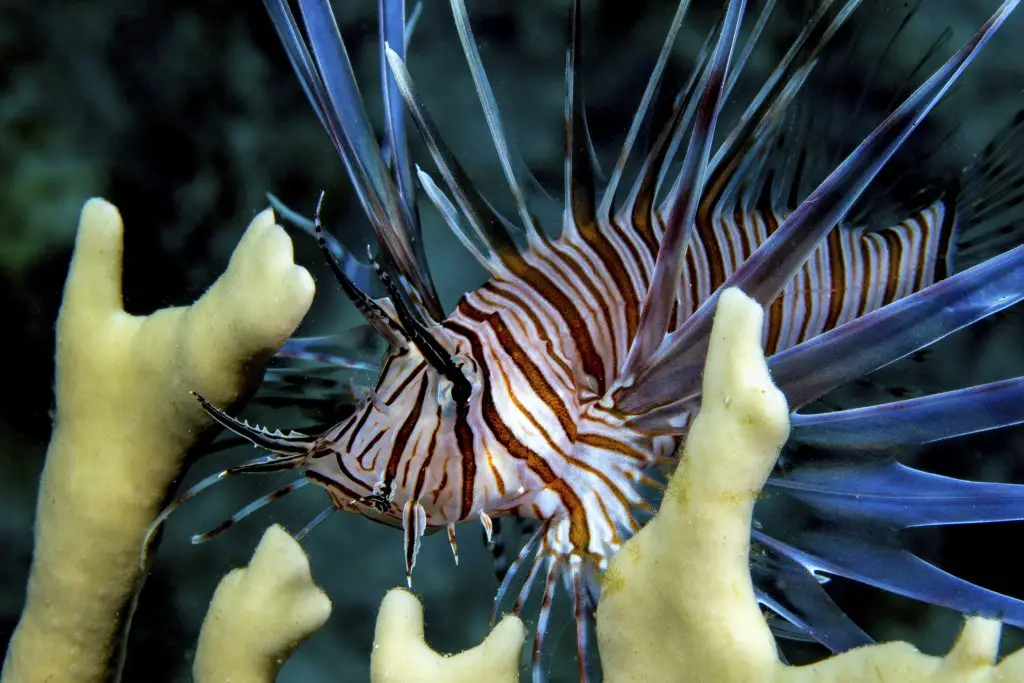 Invasive species, Lionfish (Pterois volitans) amid fire coral,Pacific ocean species in Caribbean Sea