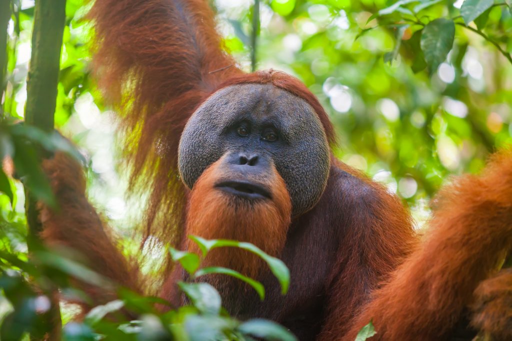 Portrait of male Sumatran orangutan Pongo abelii in Gunung Leuser National Park, Sumatra, Indonesia. Sumatran orangutan is endemic to the north of Sumatra and is critically endangered.