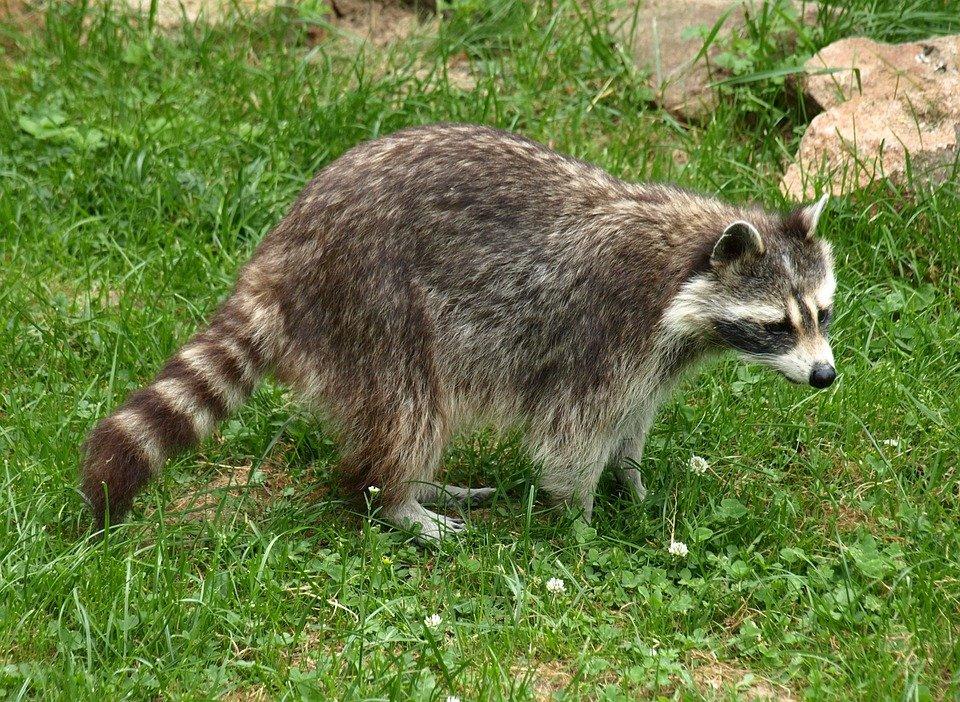 Raccoon, Animal, Fur, Furry, Wildlife, Zoo, Cute