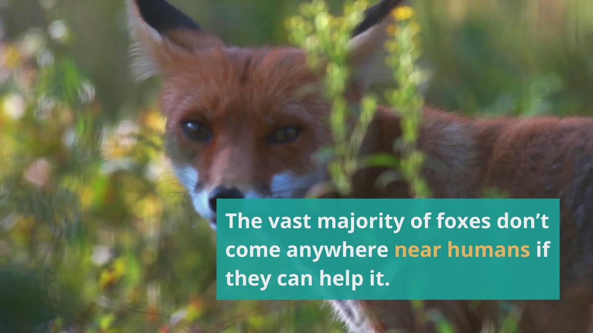 Do Foxes Attack Humans And Are They Dangerous?