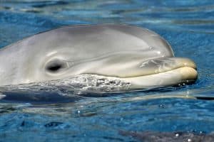Bottlenose dolphine