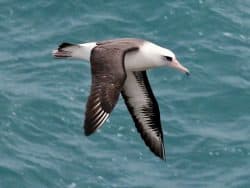 Laysan albatross e1613554255111