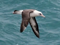 Laysan Albatross e1613554255111