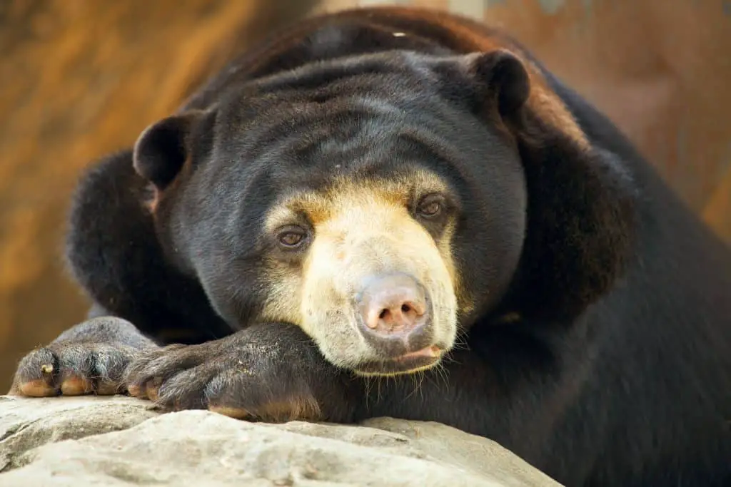 Sun bear portrait