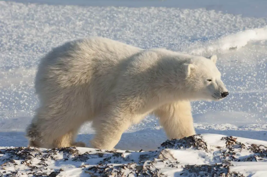 a polar bear on a snowfield in manitoba 1