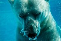 a polar bear under water scaled e1614430366146