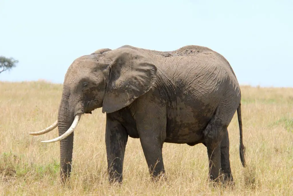 african elephant 1