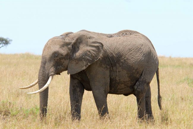 african elephant scaled e1663529237163