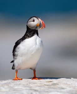 atlantic puffin