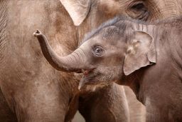 baby elephant scaled e1619460256473