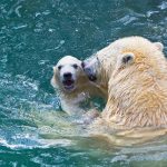 Bathing polar bearsjpg