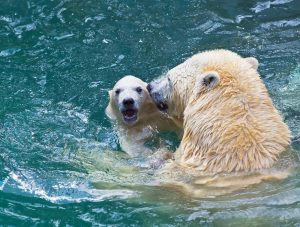 bathing polar bearsjpg scaled e1614430351373