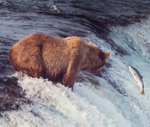 bear on alaska scaled e1614325799591