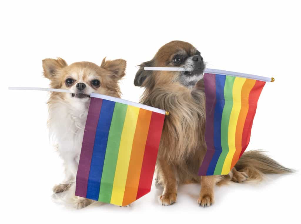 gays chihuahua