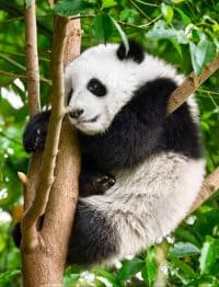 giant panda bear in china ADGZWQX scaled e1614429885803