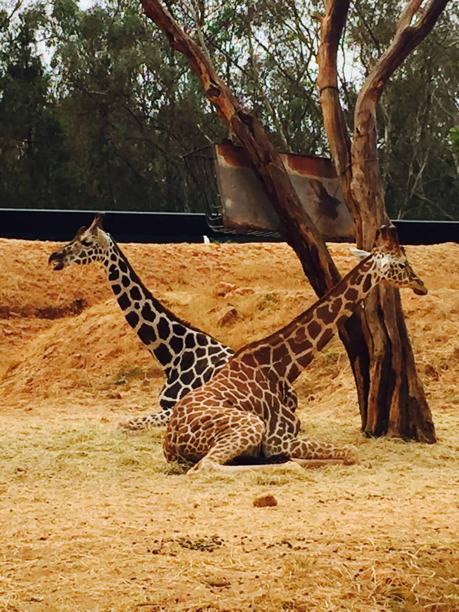 large free standing giraffe