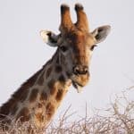 giraffe Horns