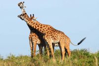 giraffes scaled e1614428143588