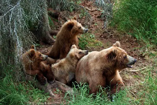 grizly bear at alaska scaled e1680376991742