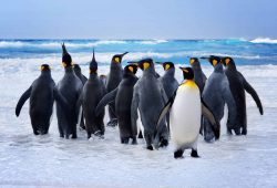 king penguins V92L3JU scaled e1617825252924