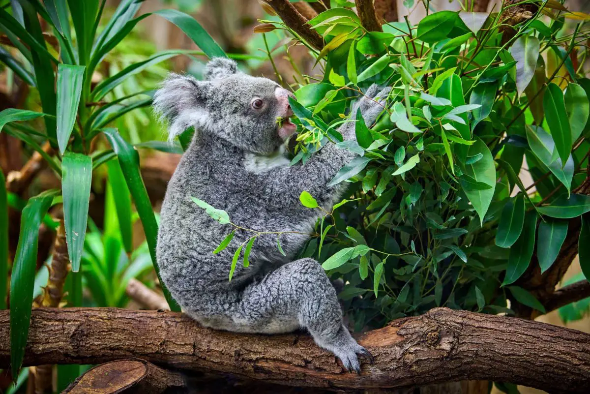 koala bear in the zoo scaled e1651172432680