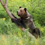 magnificent brown bear climbing on tree in summer scaled e1614079774549