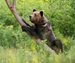 magnificent brown bear climbing on tree in summer scaled e1614079788754