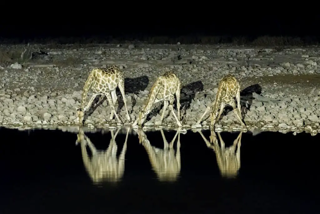 namibian giraffes drinking water