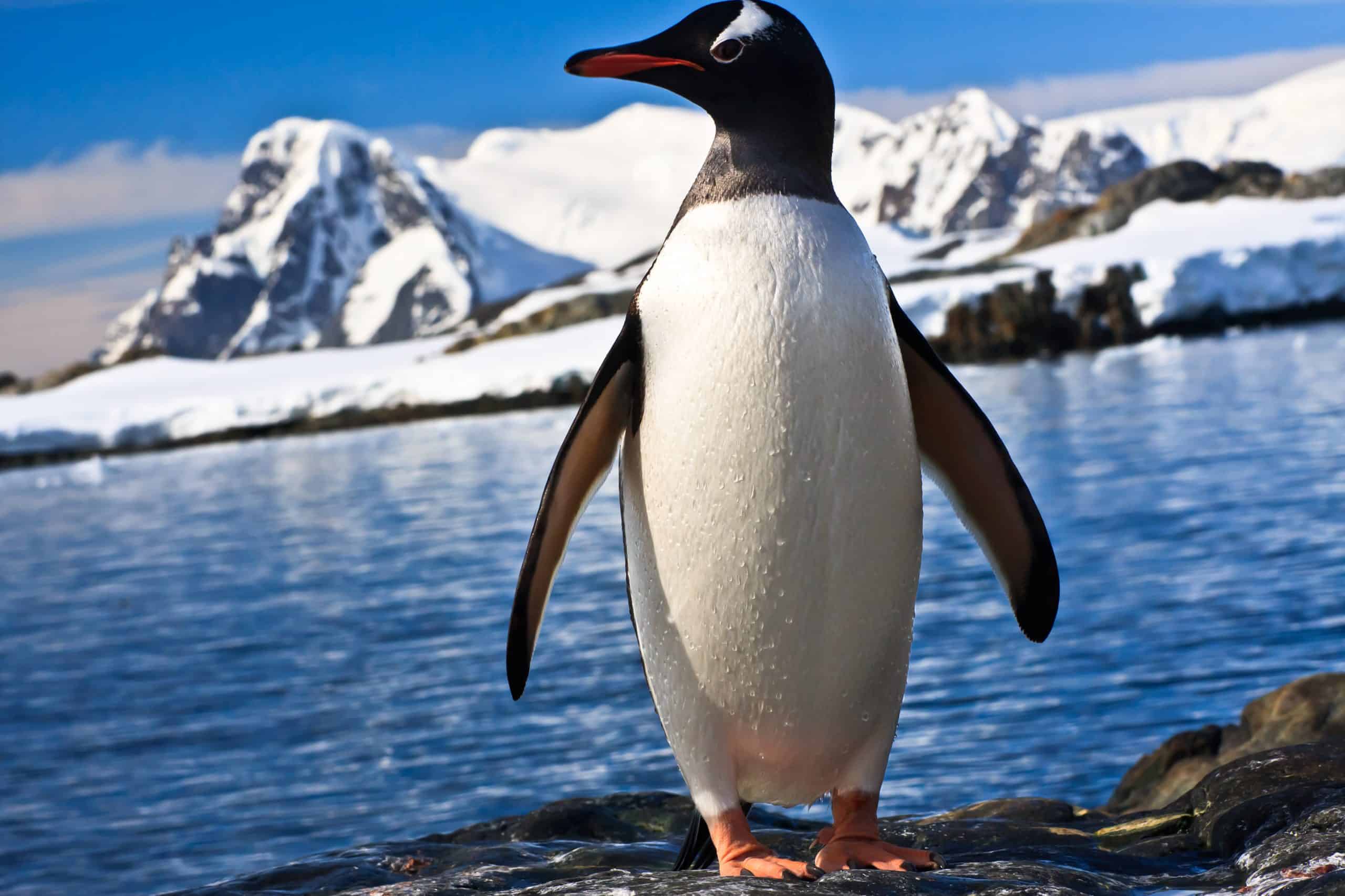 penguin in antarctica 6PXWL3R scaled