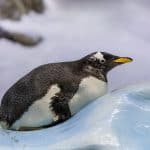 penguin in loro park tenerife spain Z28QPMW