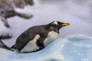 penguin in loro park tenerife spain Z28QPMW scaled e1613559765306