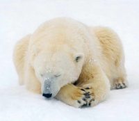 Do Polar Bears Eat Penguins?