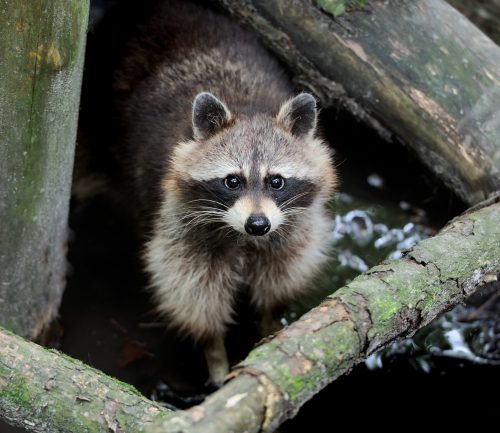 raccoon in the forest scaled e1613486212482