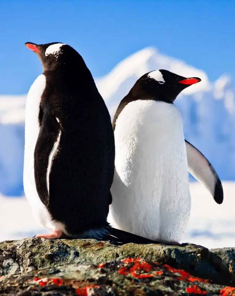 two penguins PLXRSQ3 scaled e1613559562975