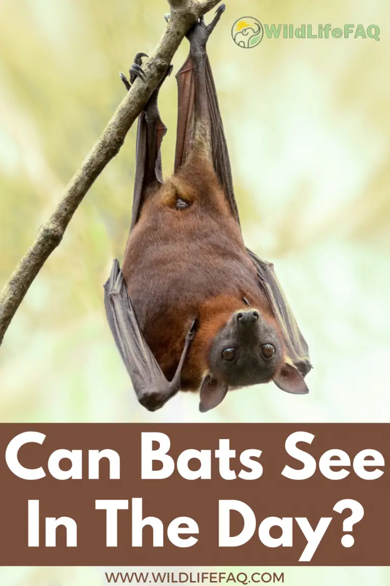 Can Bats See In The Day? ???? (Answered) WildLifeFAQ