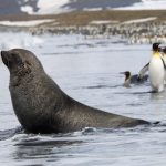 Antarctic fur seal arctocephalus gazella and king 73pbuyu