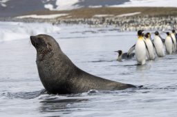 antarctic fur seal arctocephalus gazella and king 73PBUYU scaled e1619815867370