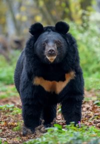 asiatic black bear ursus thibetanus scaled e1616316374192