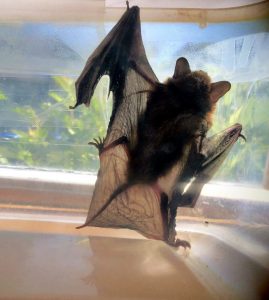 bat caught in house waiting to be released 5T6XJ57 scaled e1615642320522