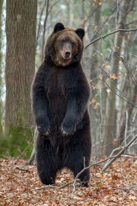 bear standing on his hind legs in the autumn fores scaled e1616316510863