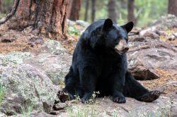 black bear relaxing in the woods XN5TDXR scaled e1617825659738