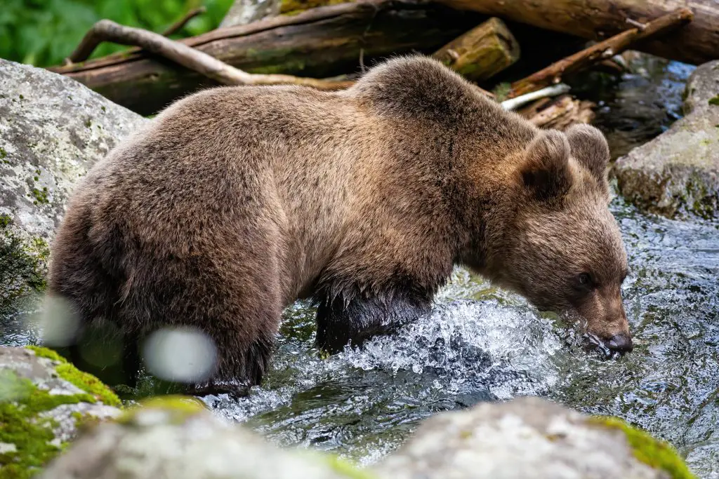 do-bears-have-tails-how-long-are-they-wildlifefaq