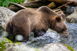 brown bear drinking from the river in summer DU6GXMZ scaled e1617826580587